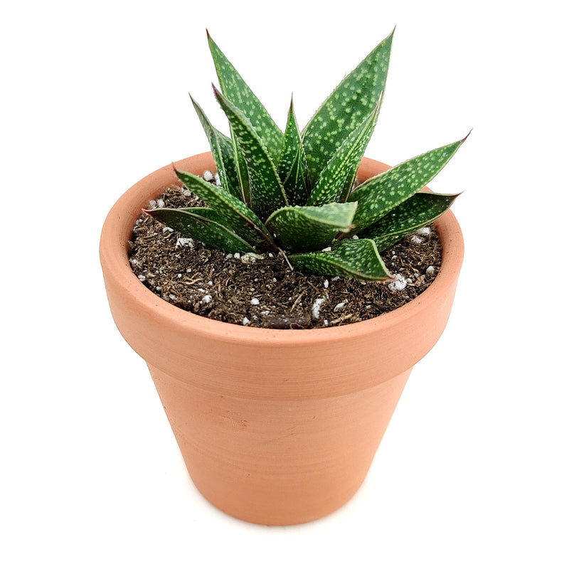Gasteria Flow Lace Aloe Succulent Plant How To Care For Gasteria Succulents Box 9661