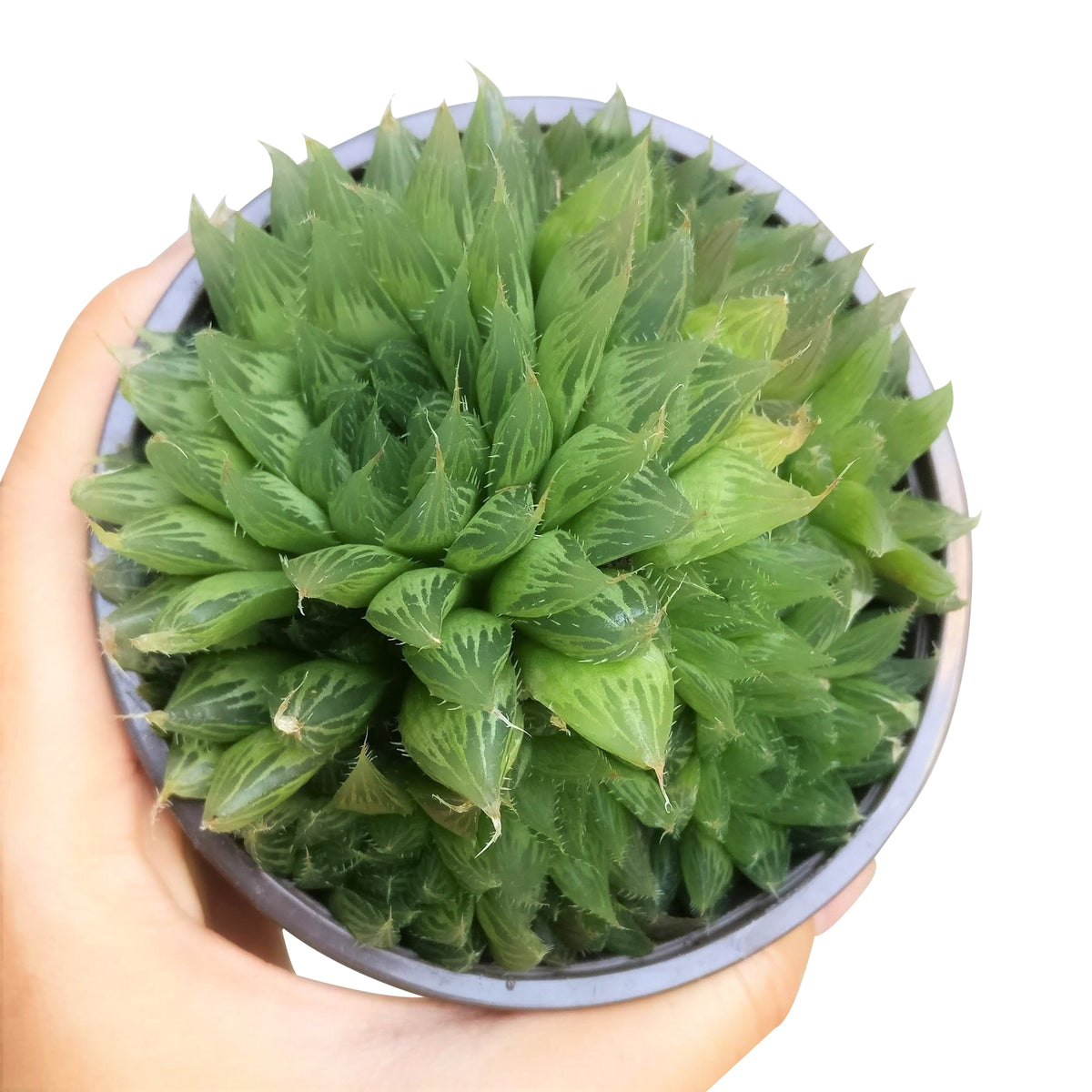 Haworthia Cooperi Succulent Buy Online At Succulents Box   HAWORTHIACOOPERISUCCULENT4 1200x 