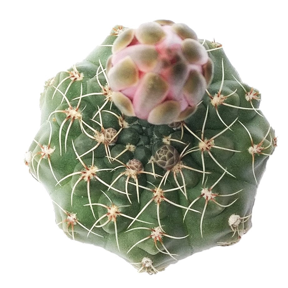 Dwarf Chin Cactus Gymnocalycium Baldianum | Succulent Care ...