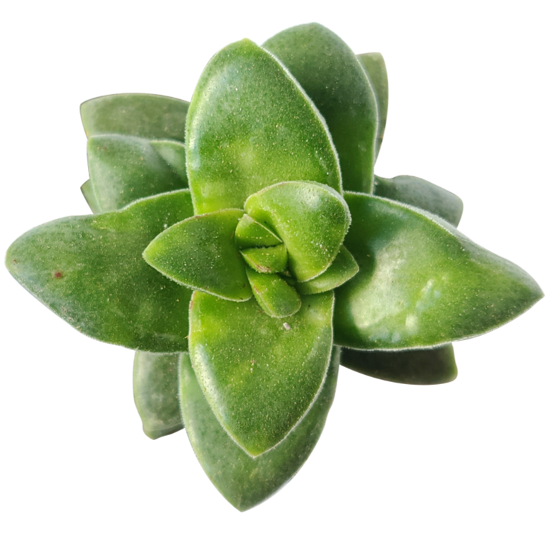 Crassula Springtime for Sale | Succulent Care - Succulents Box