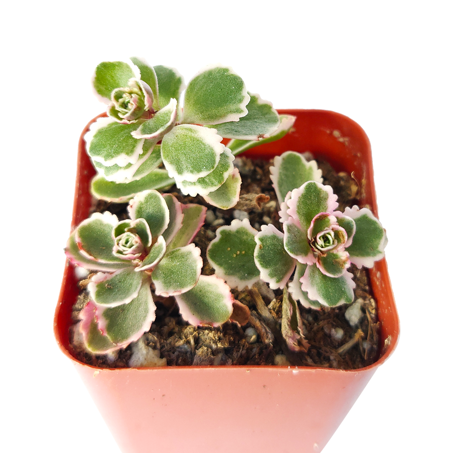 Sedum Tricolor Sedum Spurium Stonecrop Succulent Care Succulents Box