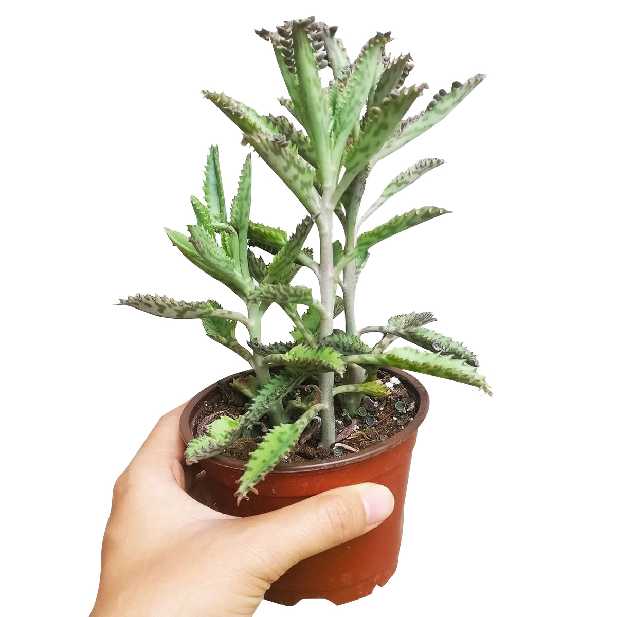 Succulents Box® - Mother of Thousands Kalanchoe Succulent for Sale