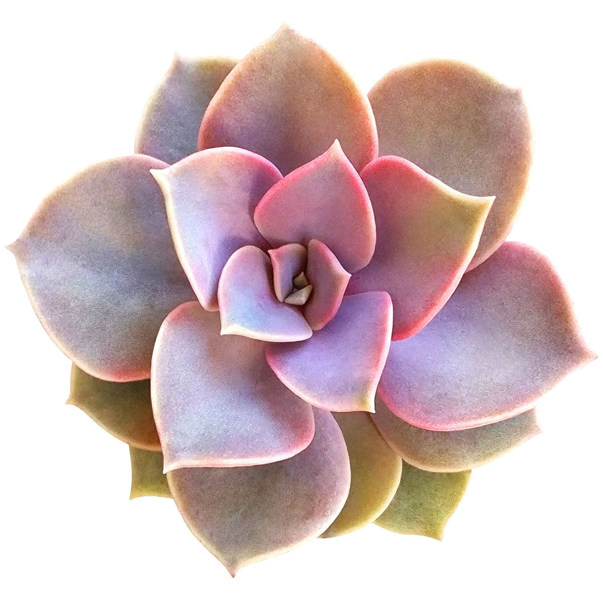 Image of Echeveria Perle Von Nurnberg