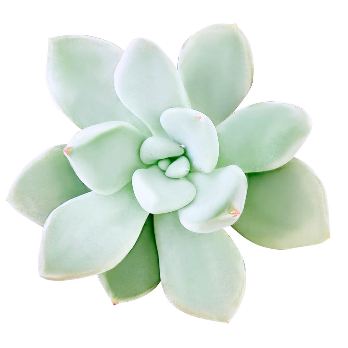 light green succulent