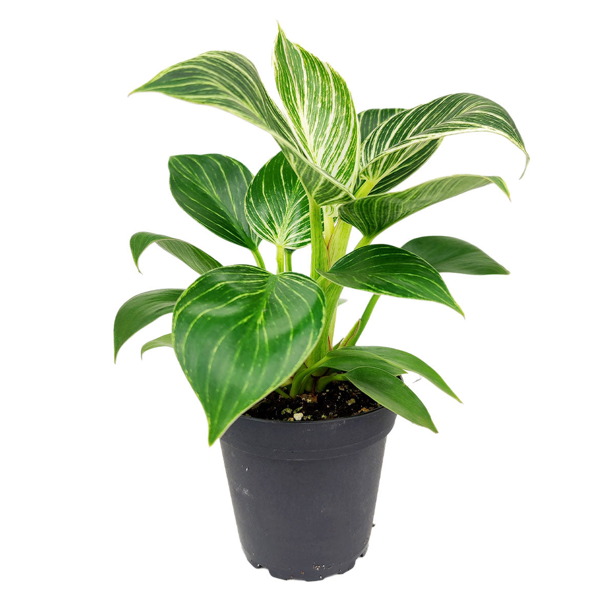 Image of Philodendron Birkin