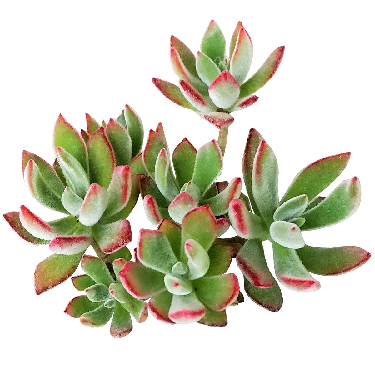 Image of Echeveria Harmsii Ruby Slipper