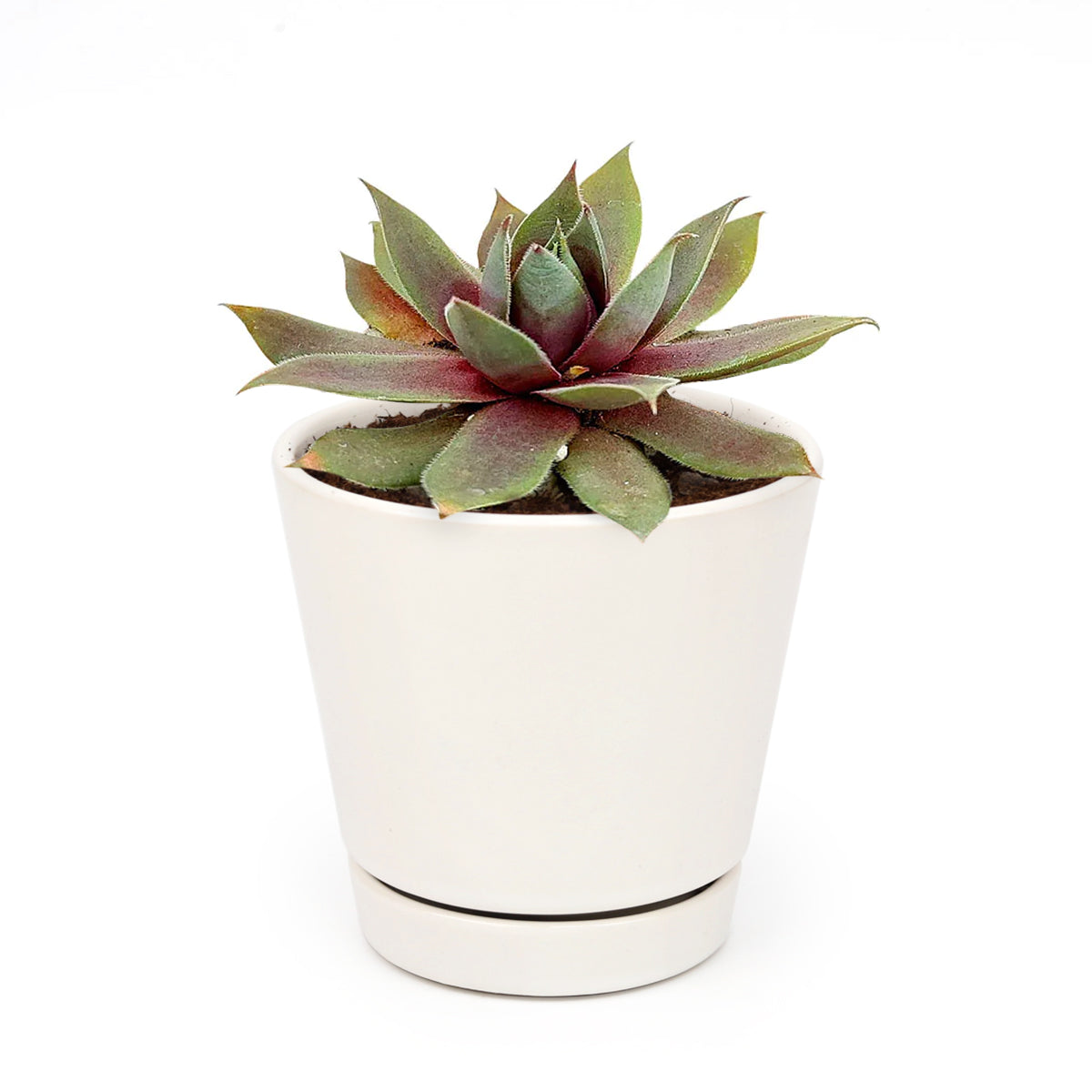 Sempervivum Red Lion - Rosette Shaped Succulent | Succulent Gift Ideas ...