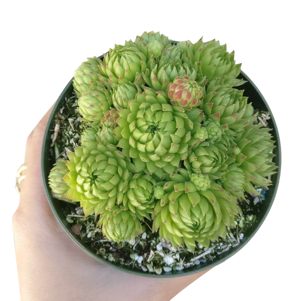 Sempervivum Jovibarba Allionii for Sale | Succulent Care - Succulents Box