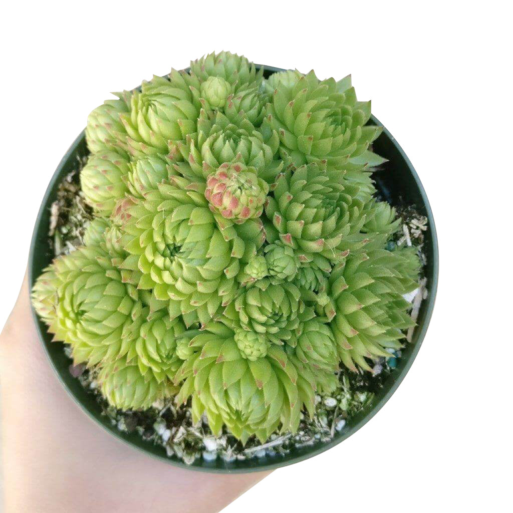 Sempervivum Jovibarba Allionii for Sale | Succulent Care - Succulents Box