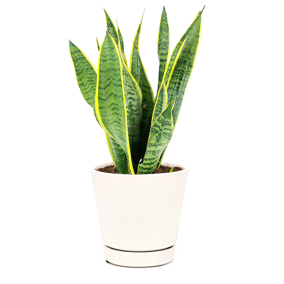 Snake Plant Sansevieria Laurentii - Air-purifying houseplant ...