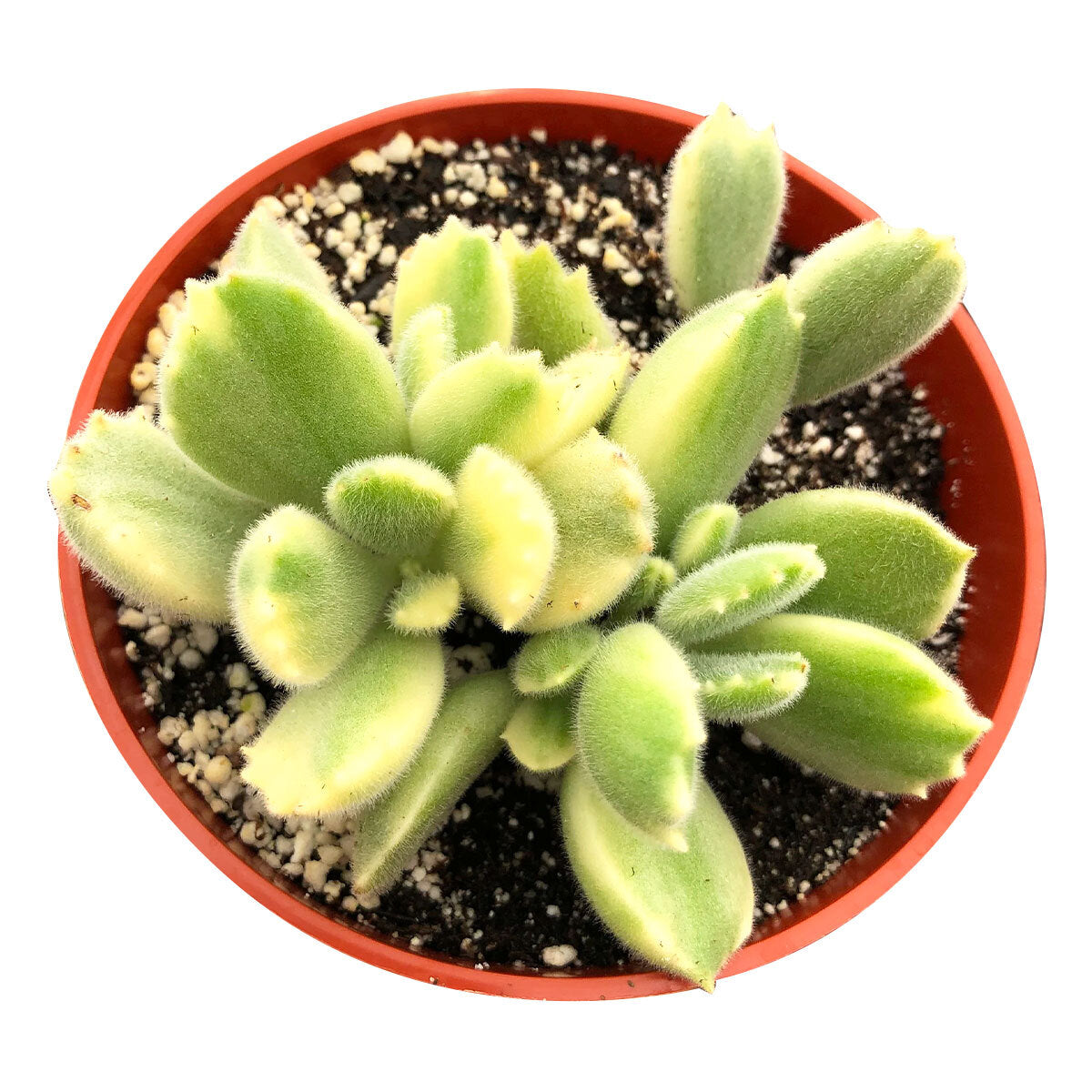 bear paw succulent variegated