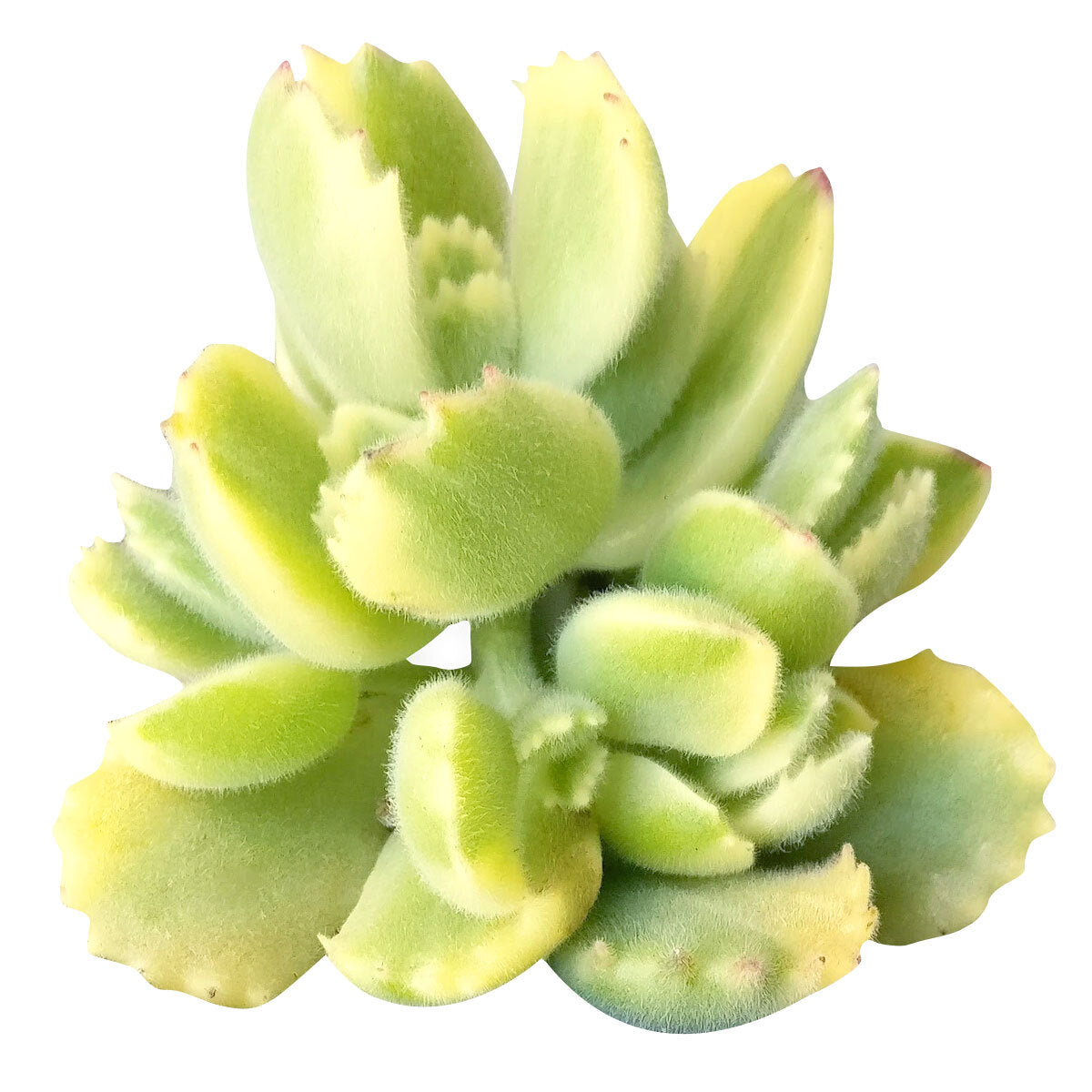 Image of Variegated Bear Paw Succulent