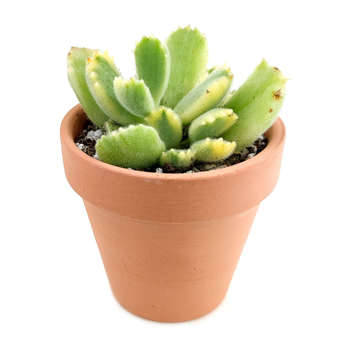 tage ned Let Frastødende Cotyledon Tomentosa Bear Paw Succulent | Succulent Care - Succulents Box