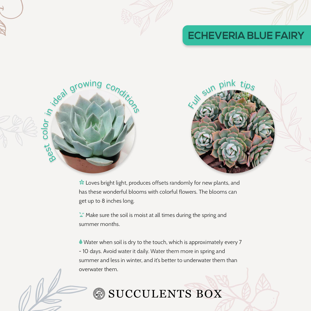 Echeveria Blue Fairy Rosette Succulent with Care Instruction ...