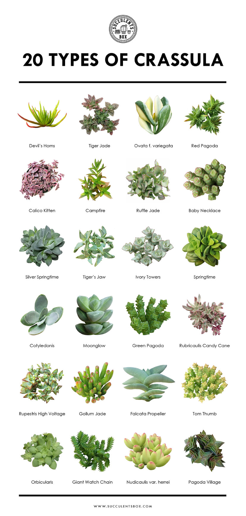 Types of Succulents Digital Printable Succulents Art Succulents