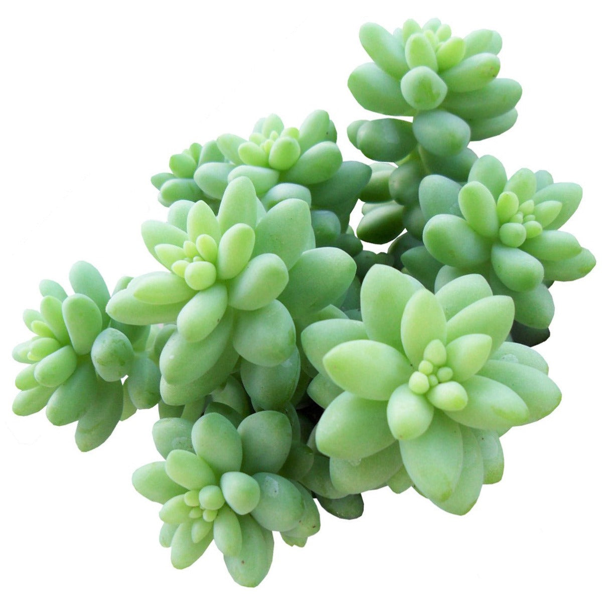 How To Make Dragon S Blood Sedum Plant Bloom Succulents Box