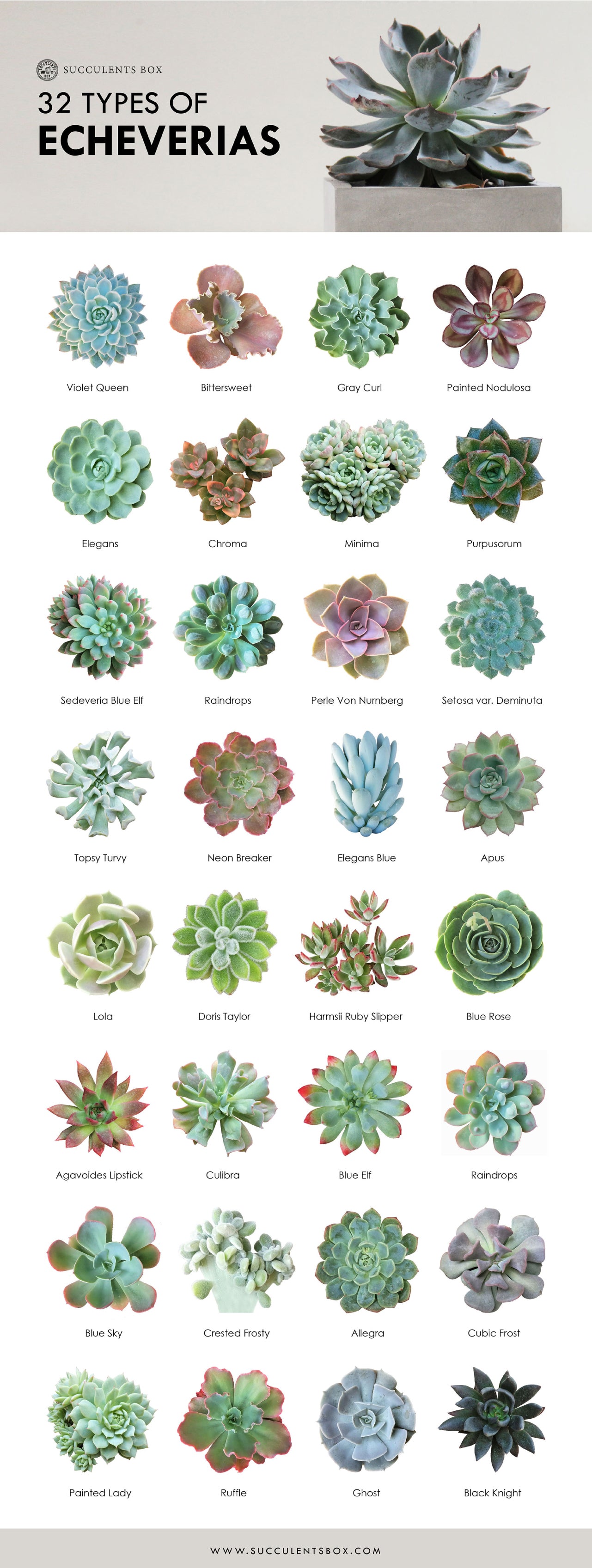 Succulents | Digital Printable Succulent Identification Chart - Succulents Box