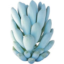 Echeveria Elegans Blue For Sale Succulent Care Instruction Succulents Box