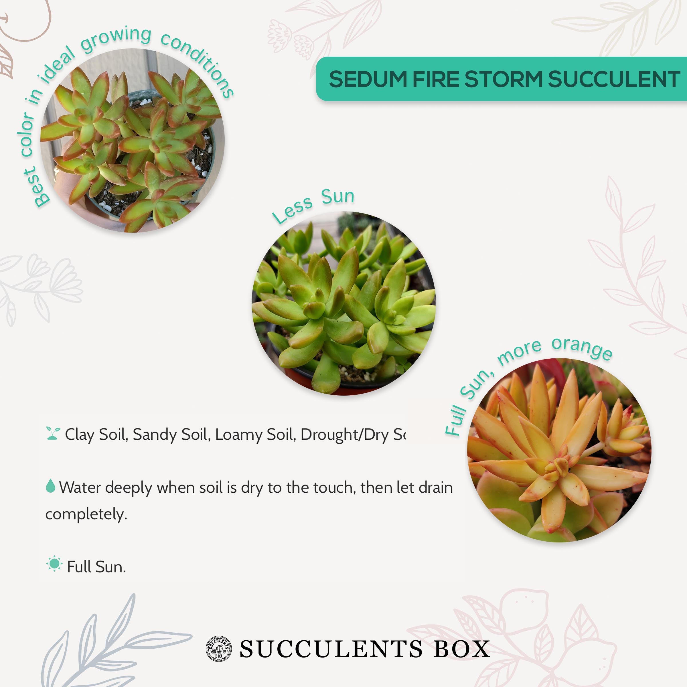 Sedum Fire Storm Sedum Adolphii Golden Sedum Care Guide Succulents Box