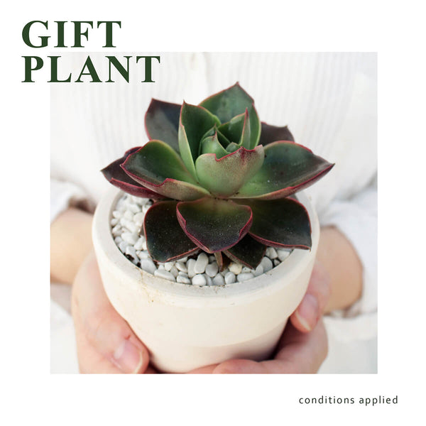 Gift Plant | Colorful Succulents - Succulents Box
