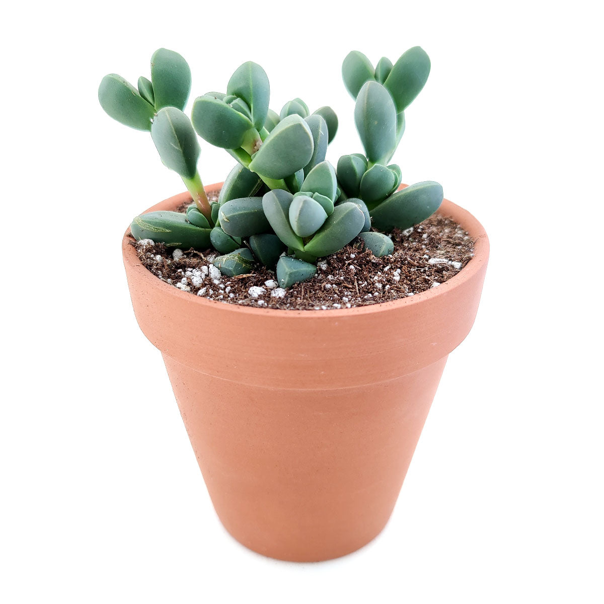 Ice Plant Corpuscularia Lehmannii For Sale Succulents Care Succulents Box