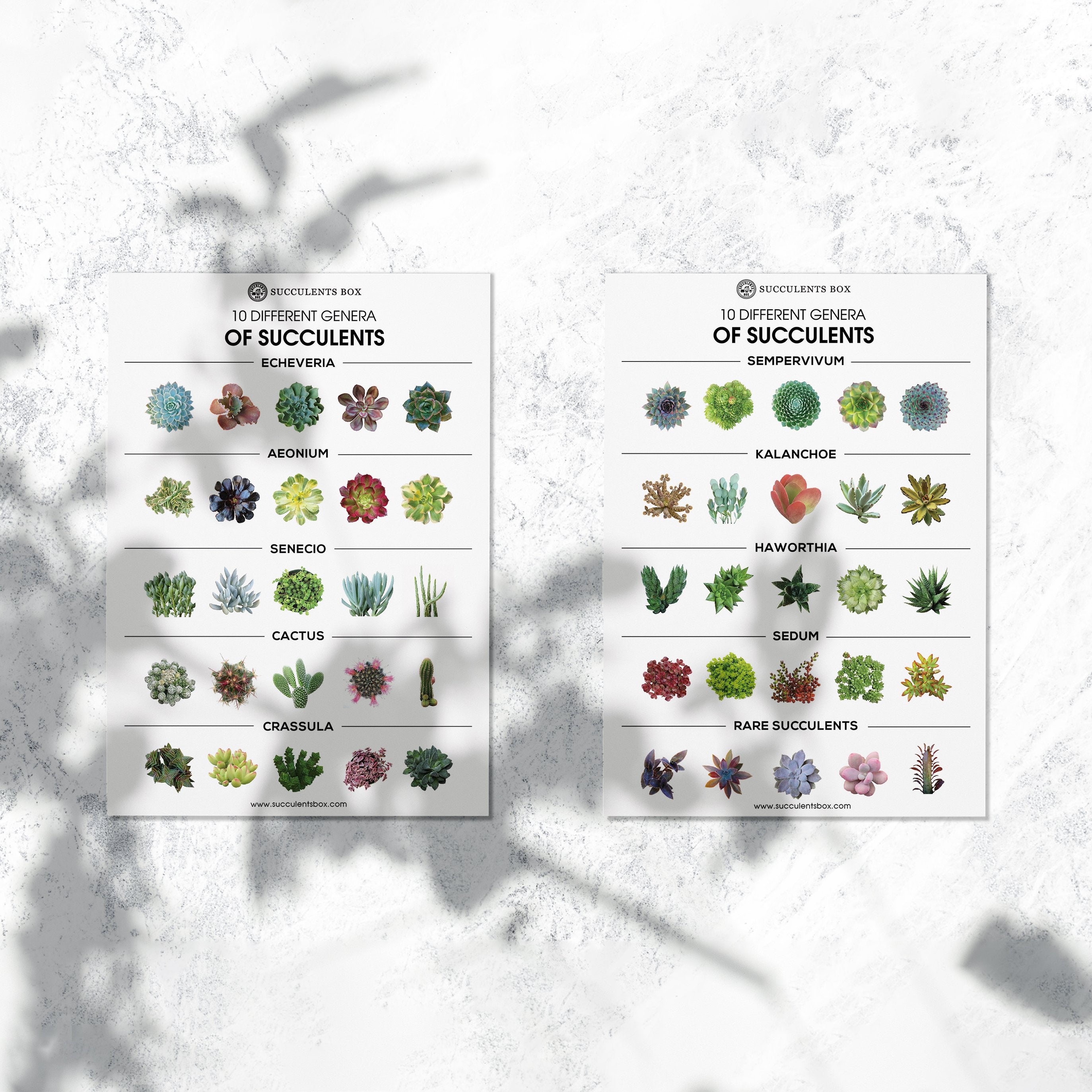 Download Succulent Genera Card Succulents Box