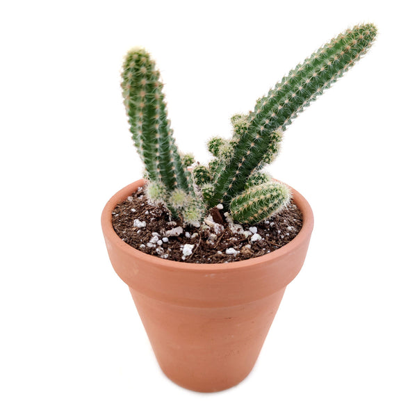 Peanut Cactus Echinopsis Chamaecereus Succulent | Care Guide ...