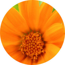 calendula extract