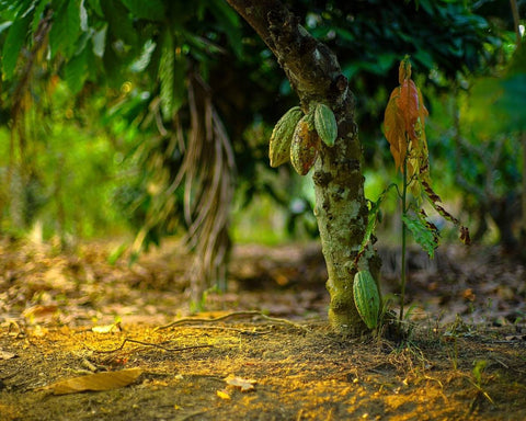 Theobroma Cacao Tree | Nobó Blog Chocolate & Wellness