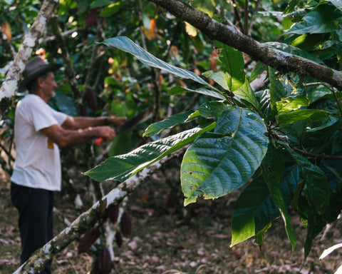 craft chocolate better for farmers nobo