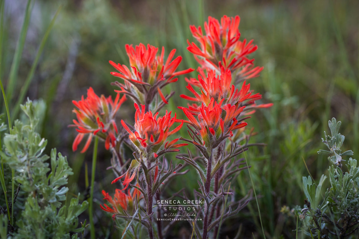 Consider the Wildflowers 8x10 Art Print Flower Art Print Texas Wildflowers  