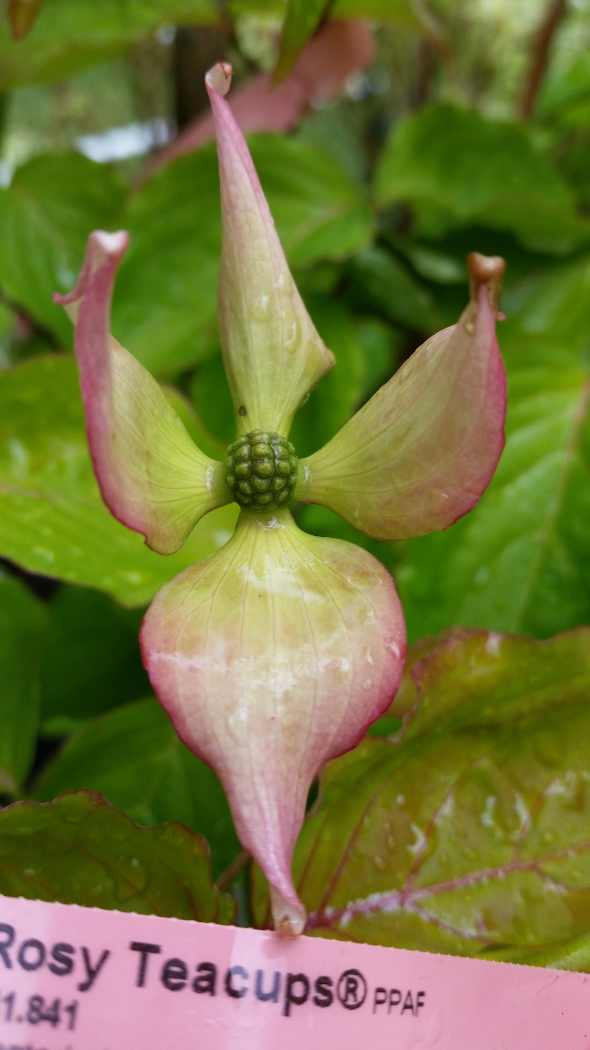 Cornus 'Rosy Tea Cups' Dogwood Bleuwood Nursery