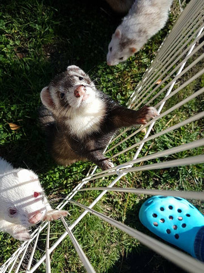 ferret accessories