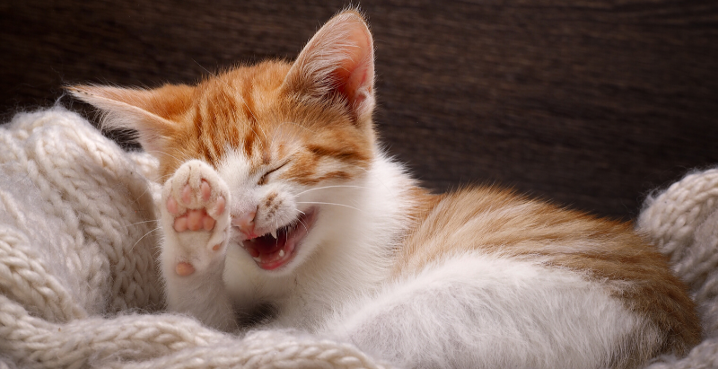 15 Purr Fect Cat Puns For Cat Lovers Purrs And Whiskers