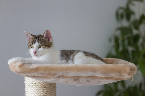 Surprise Your Cat with a New Cat Tree for Her Birthday