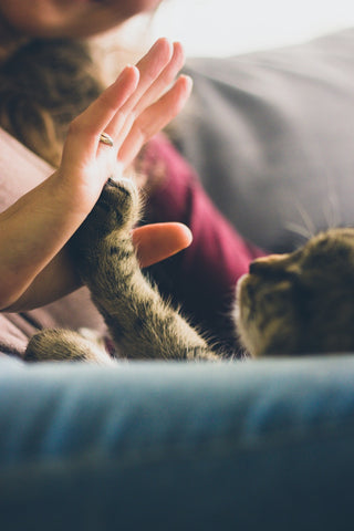 How To Teach A Cat Tricks: Cat Giving Paw