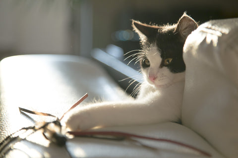 How To Teach A Cat Tricks: Cat Playing Fetch