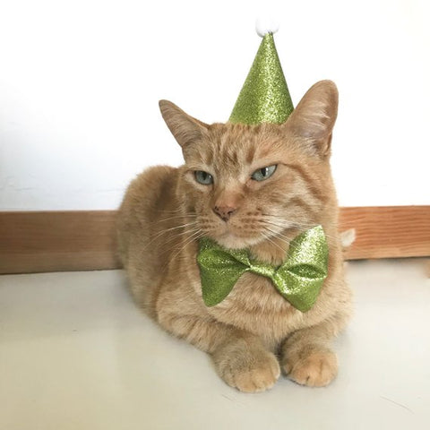 Cat Birthday Outfit
