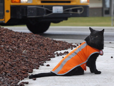 Cat Whose Job Is To Be A Crossing Guard