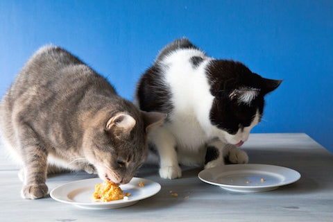 Cat Birthday Cake By Casey from Good Food Stories