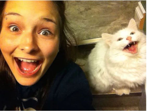 Cats Who Look Like Their Owners