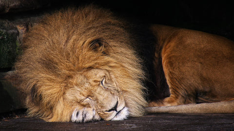 Sleeping Lion