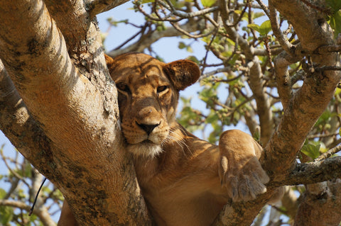 Lion On A Tree