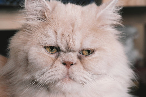 Persian cat personality