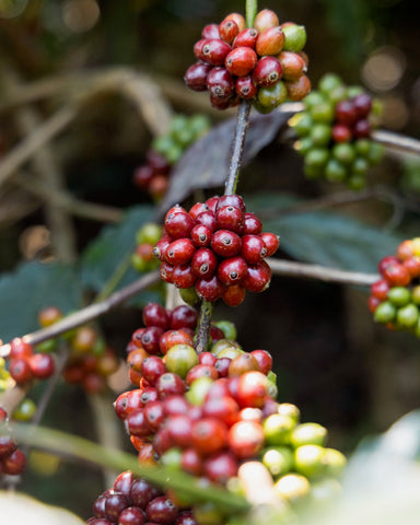 Indian Robusta