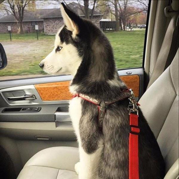 easy dog seat belt