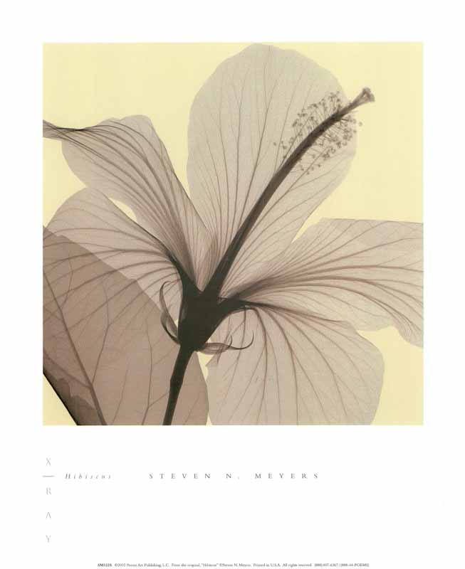 Hibiscus by Steven N. Meyers - 10 X 12 Inches (Art Print) – Artistica ...