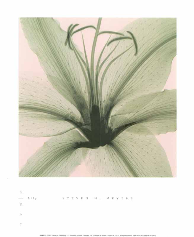 Lily by Steven N. Meyers - 10 X 12 Inches (Art Print) – Artistica Fine Art