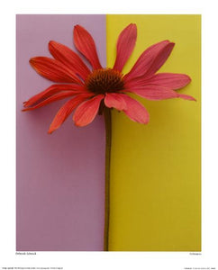 Echinacea by Deborah Schenck - 16 X 20" - Fine Art Poster.