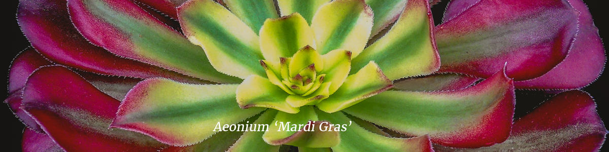 Aeonium-'Mardi-Gras'